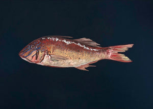 Monique Correy - Champ