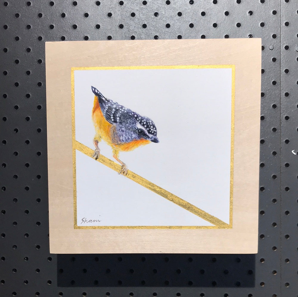 Shani White - Spotted Pardalote