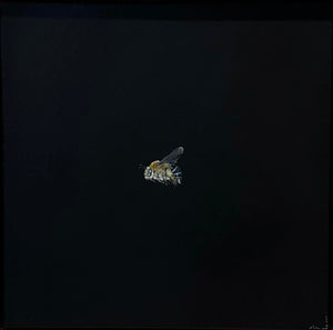 Monique Correy - Bloop