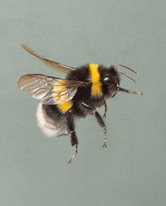 Juliet Bradford - Buzzy