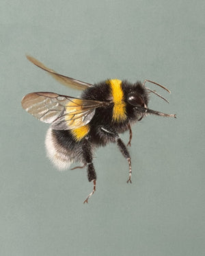 Juliet Bradford - Buzzy