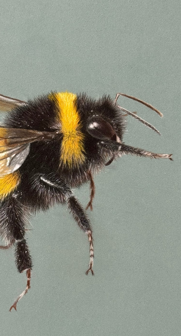 Juliet Bradford - Buzzy