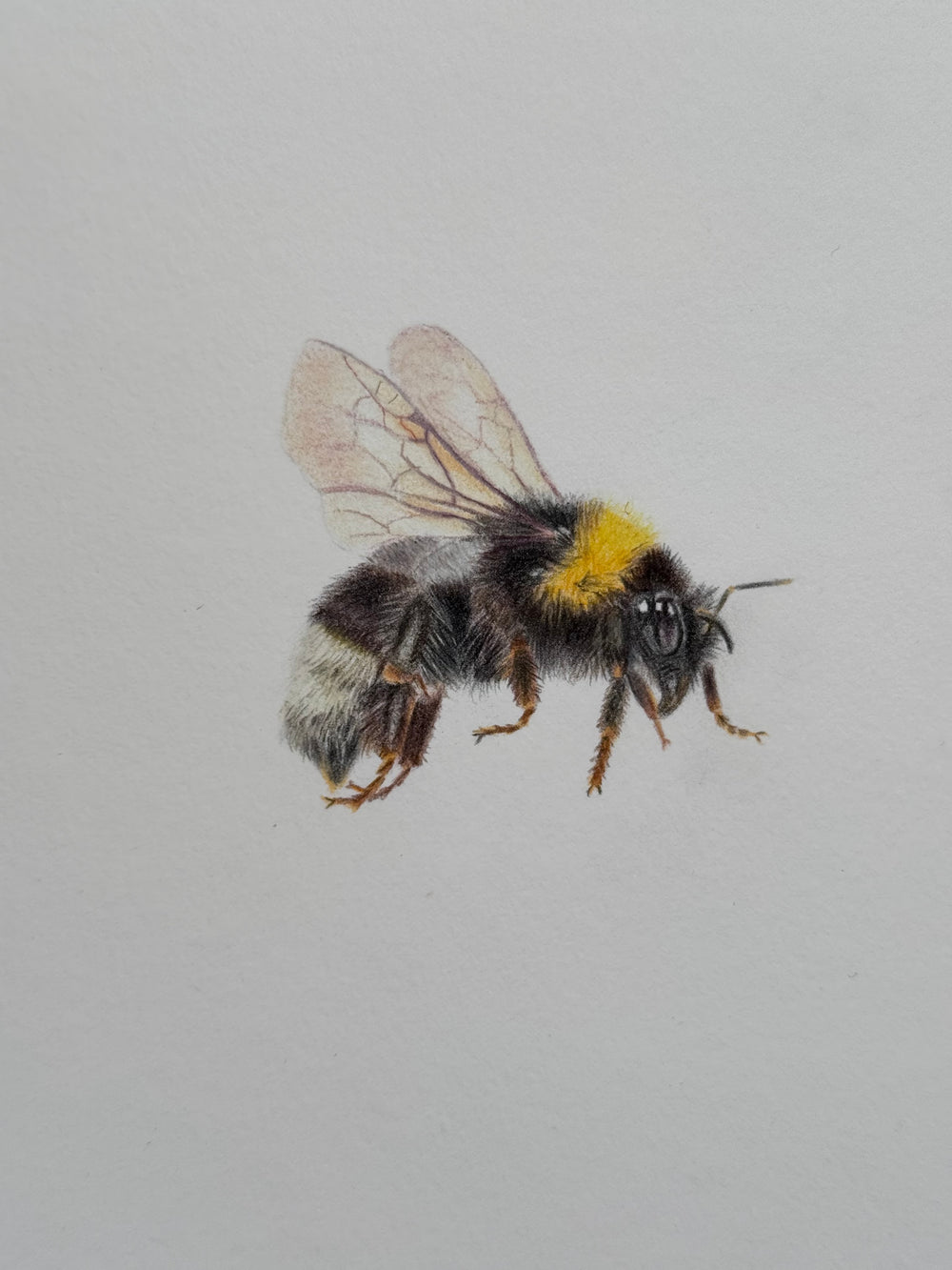 Juliet Bradford - Bumble