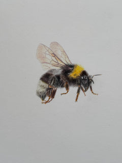 Juliet Bradford - Bumble