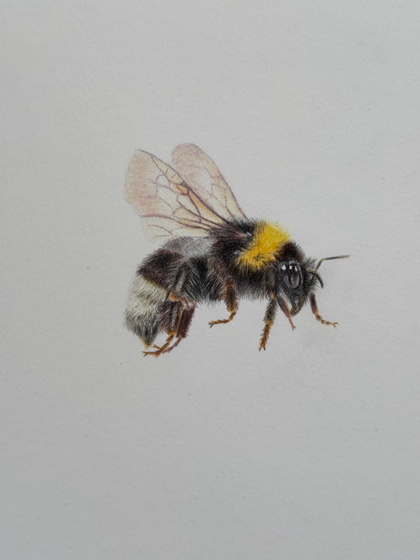 Juliet Bradford - Bumble