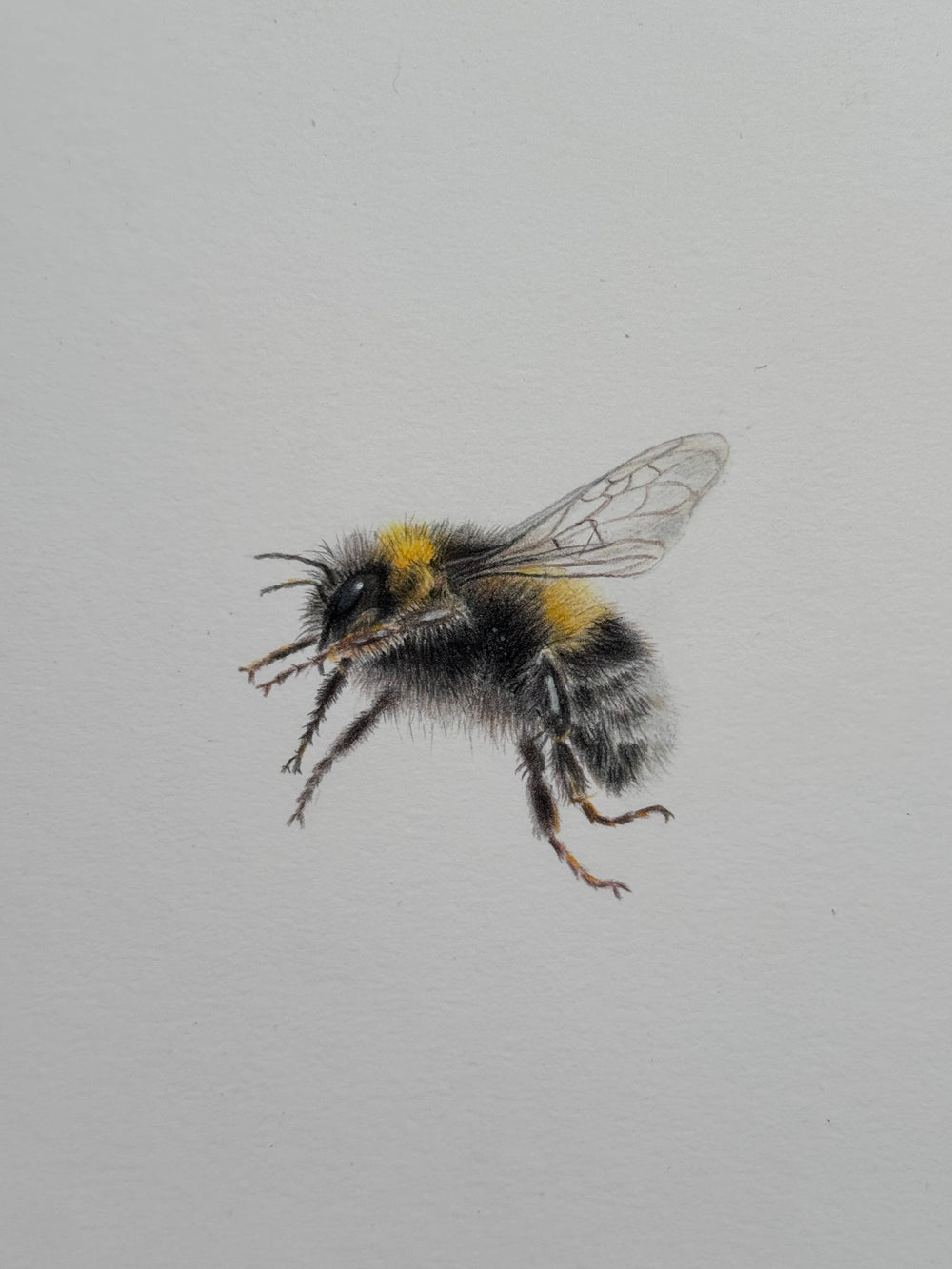 Juliet Bradford - Buzz