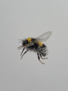 Juliet Bradford - Buzz
