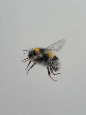 Juliet Bradford - Buzz