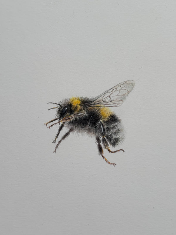Juliet Bradford - Buzz
