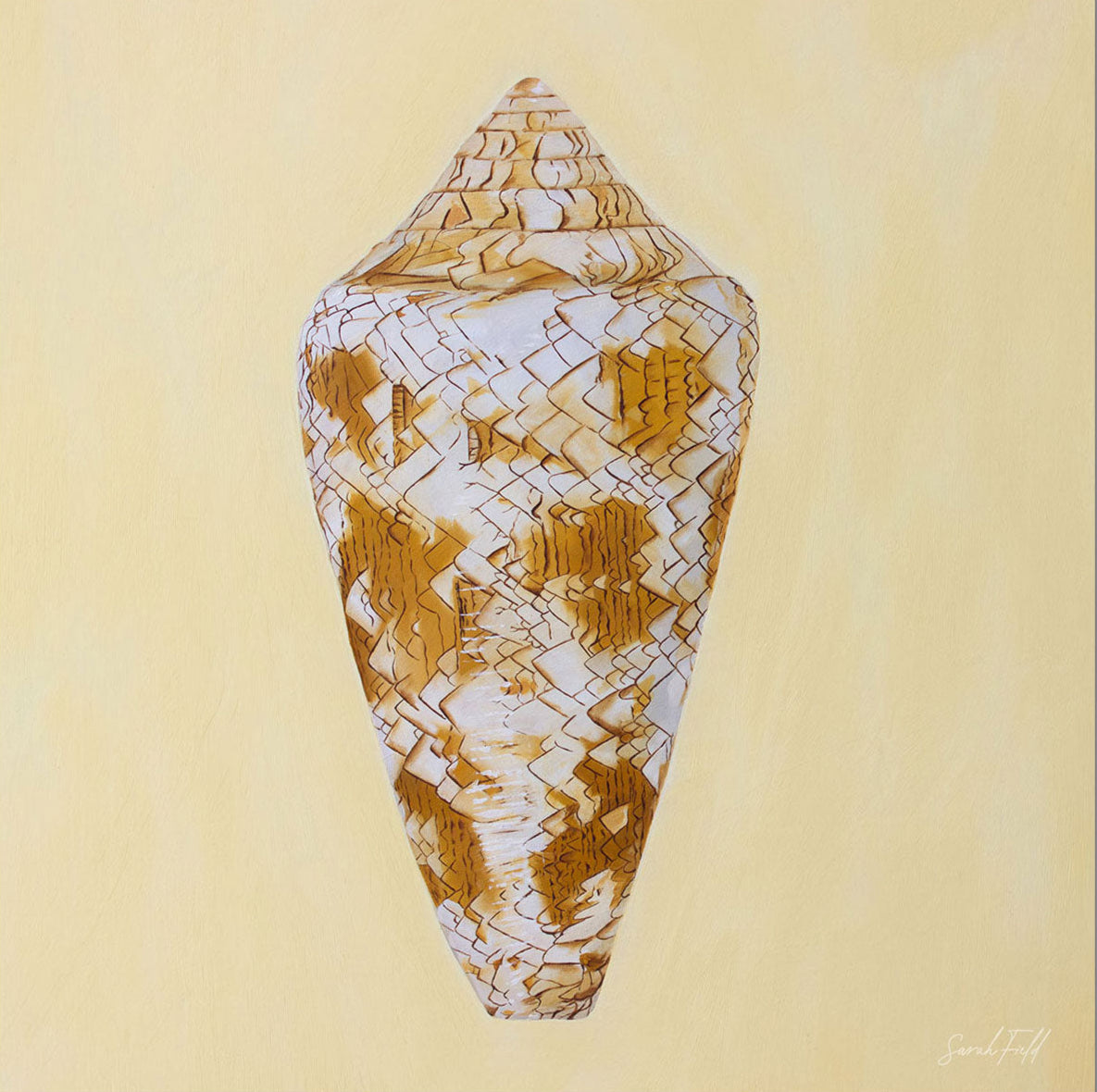 Sarah Field - Cone Shell