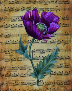 Natasha Junmanee - Dutch Poppy