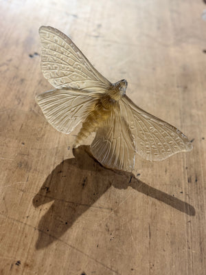 Luke Jacomb Studio - Moth (Wings Out - Bronze)