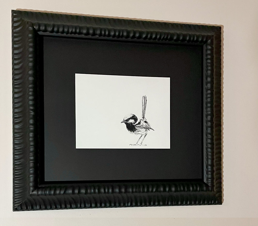 Shani White - Male Superb Fairy Wren