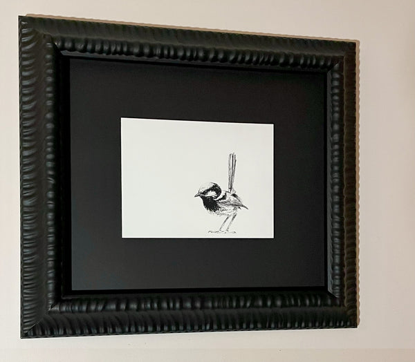 Shani White - Male Superb Fairy Wren