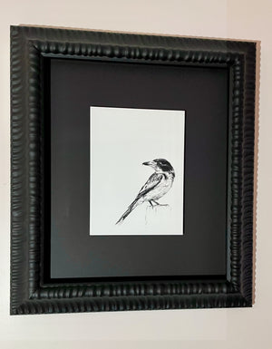 Shani White - Grey Butcherbird