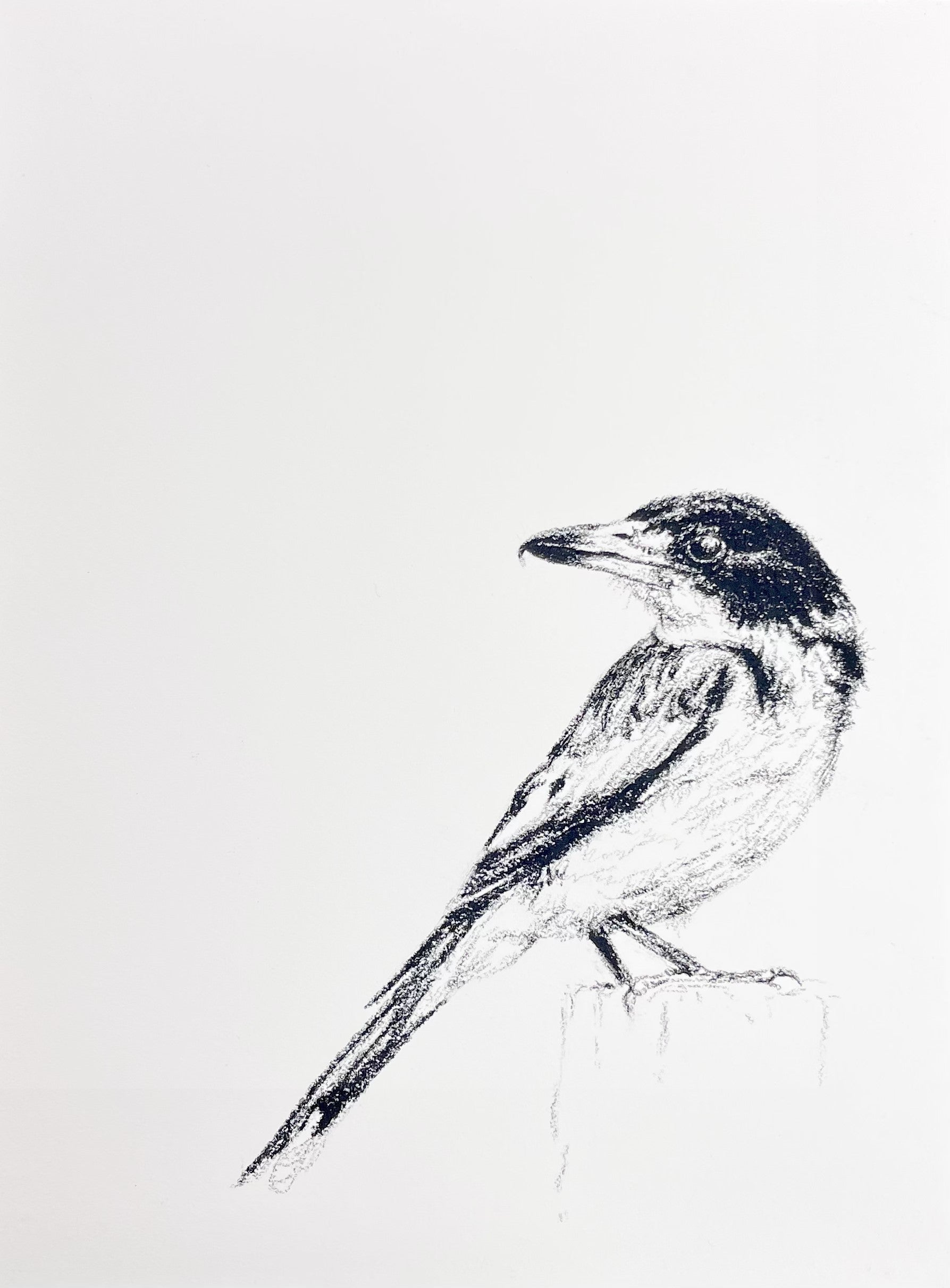 Shani White - Grey Butcherbird