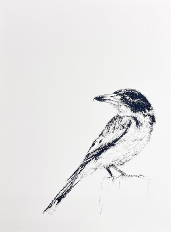Shani White - Grey Butcherbird