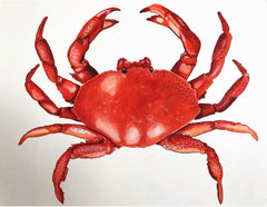 Kae Norman - Red crab