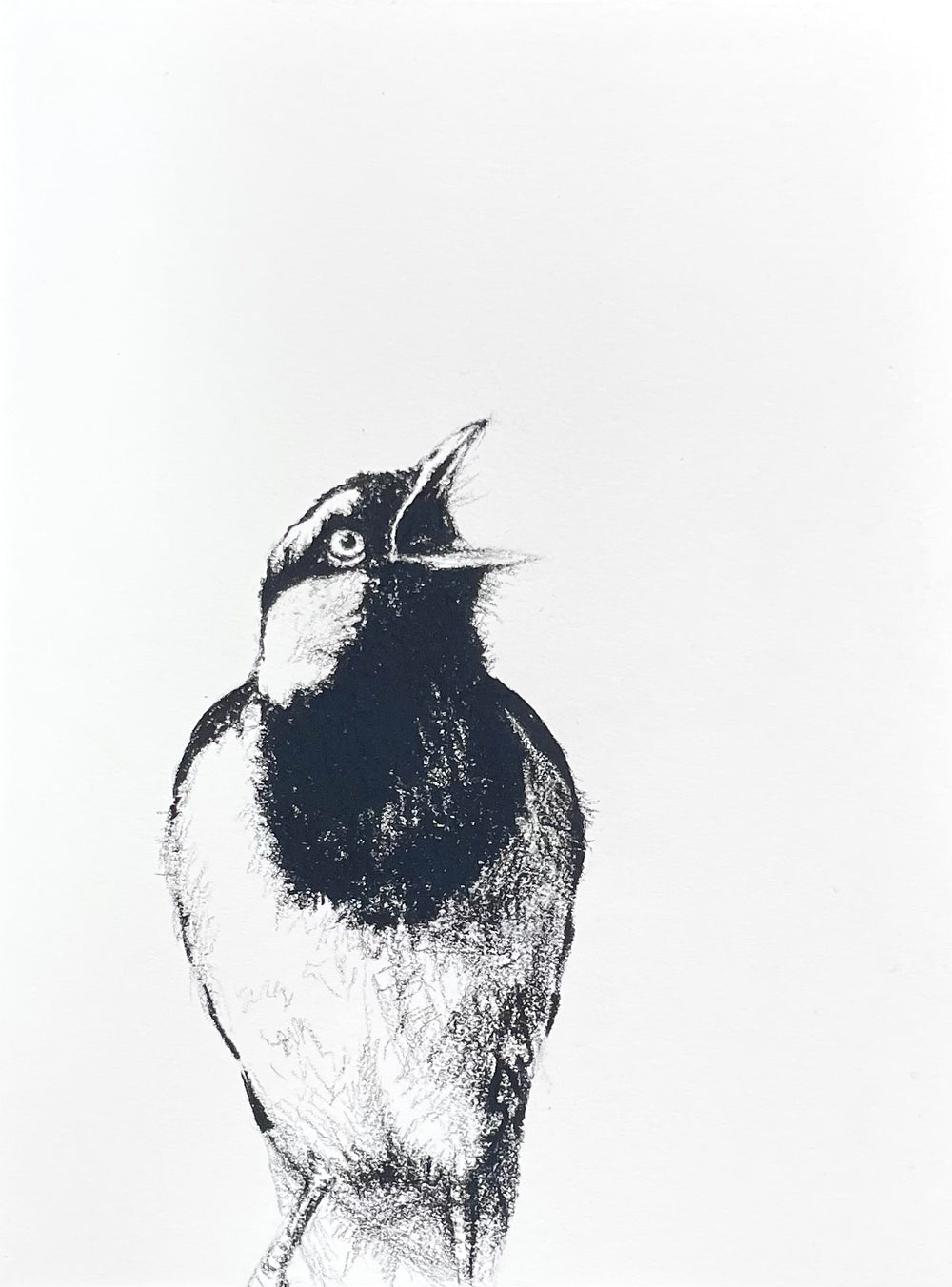 Shani White - Magpie Lark (Pee Wee)