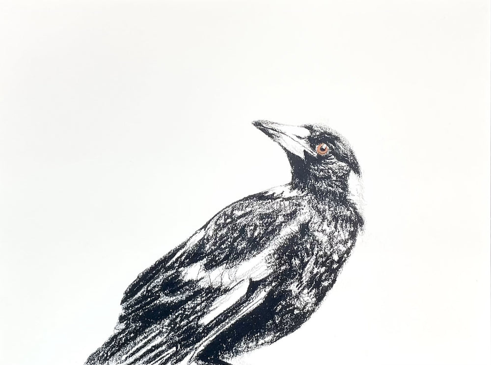 Shani White - Magpie