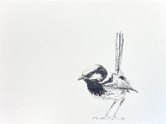Shani White - Male Superb Fairy Wren