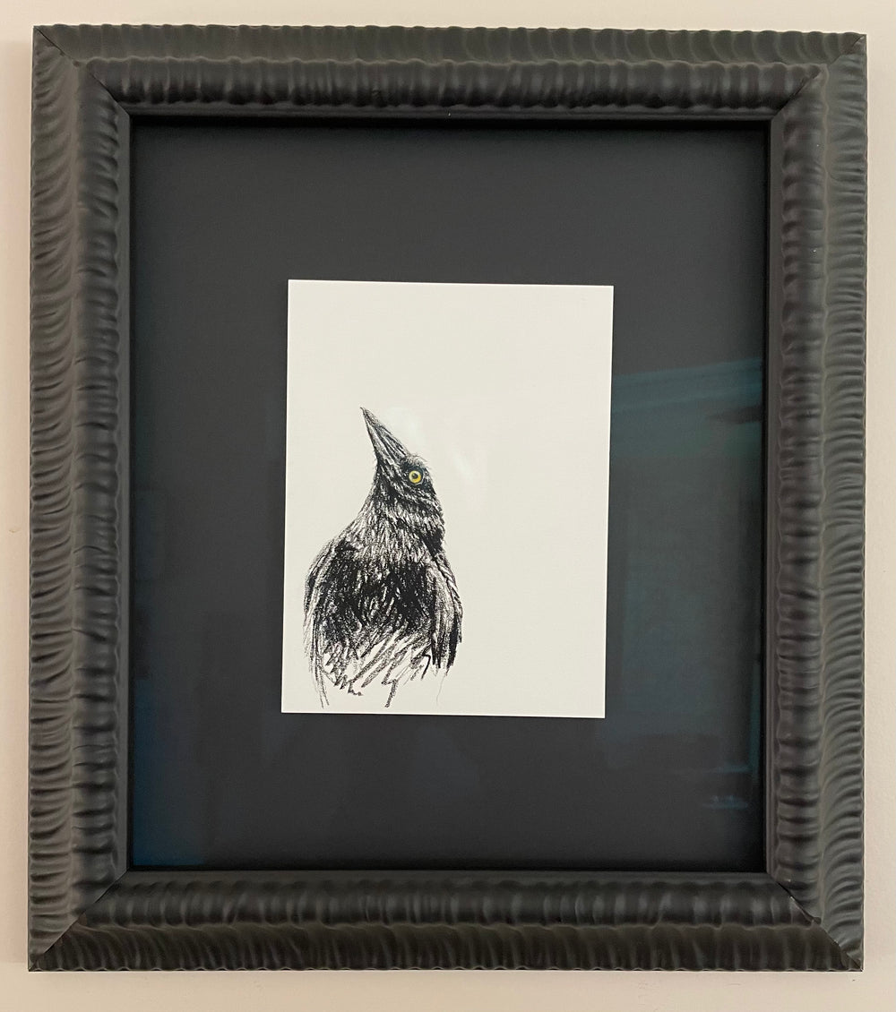 Shani White - Currawong