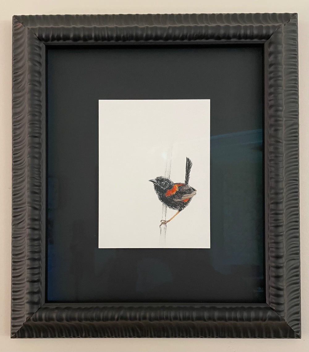 Shani White - Red Backed Fairy Wren