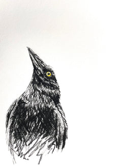 Shani White - Currawong