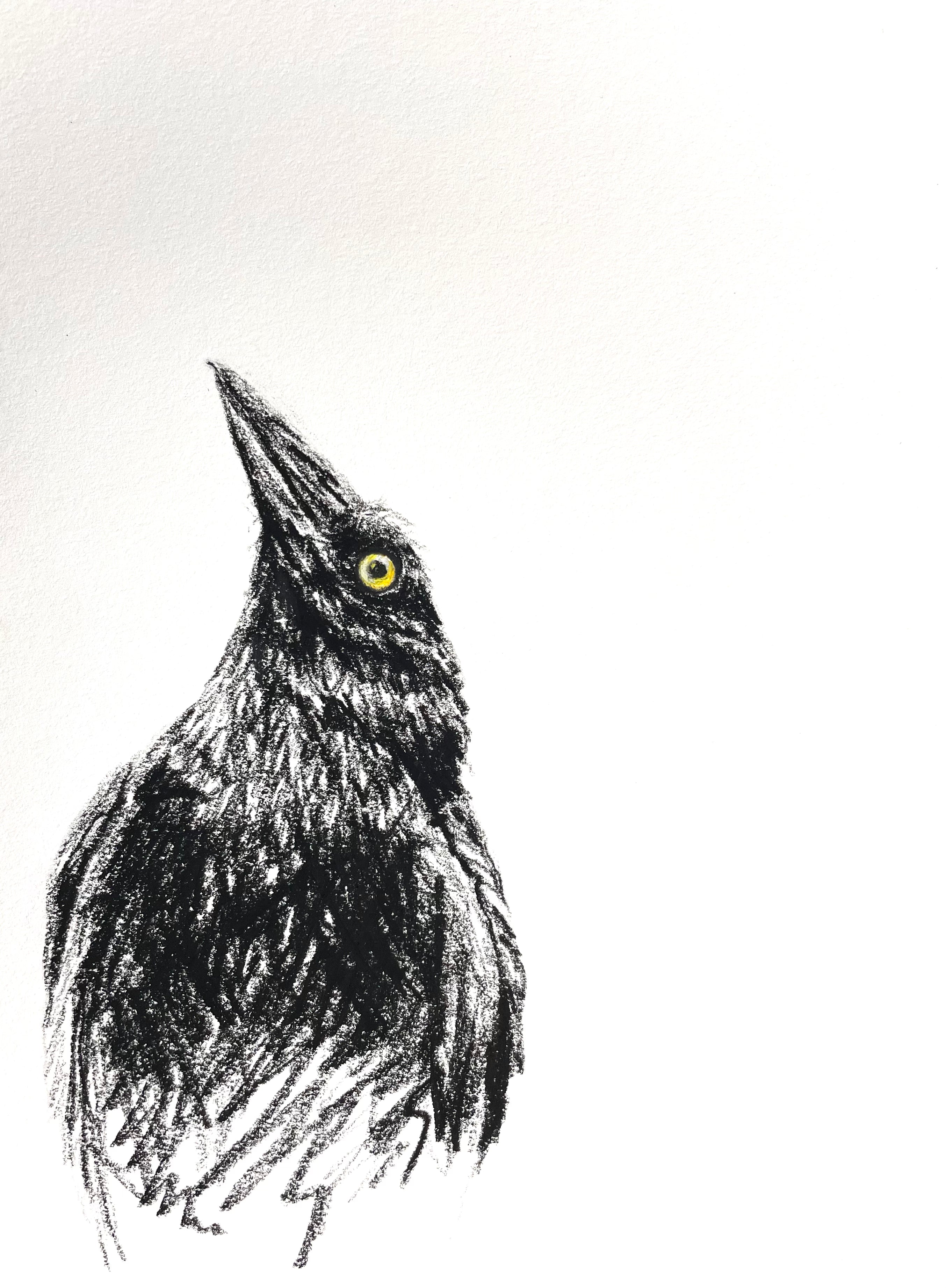 Shani White - Currawong