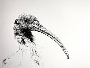 Shani White - Ibis