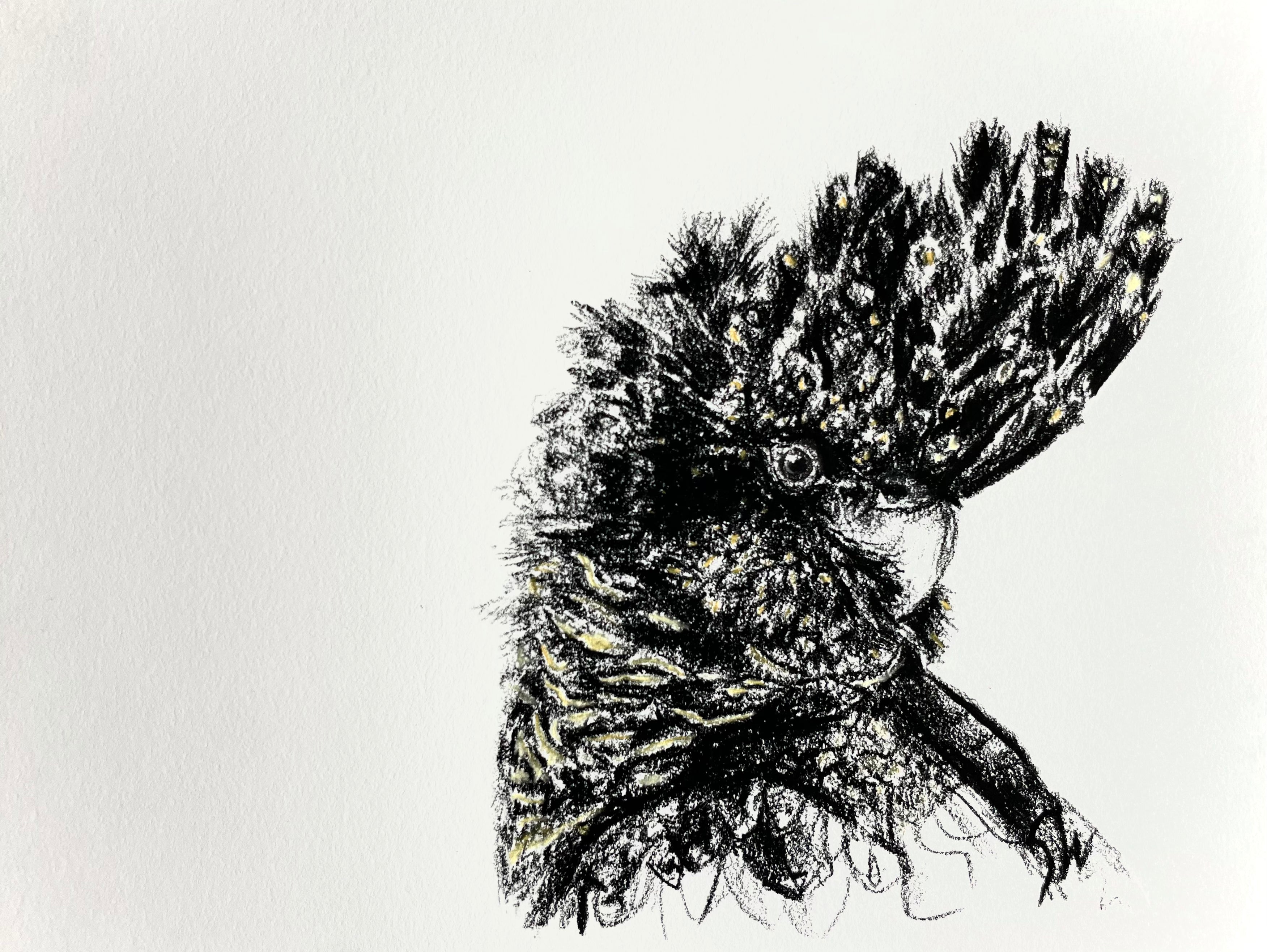 Shani White - Black Cockatoo