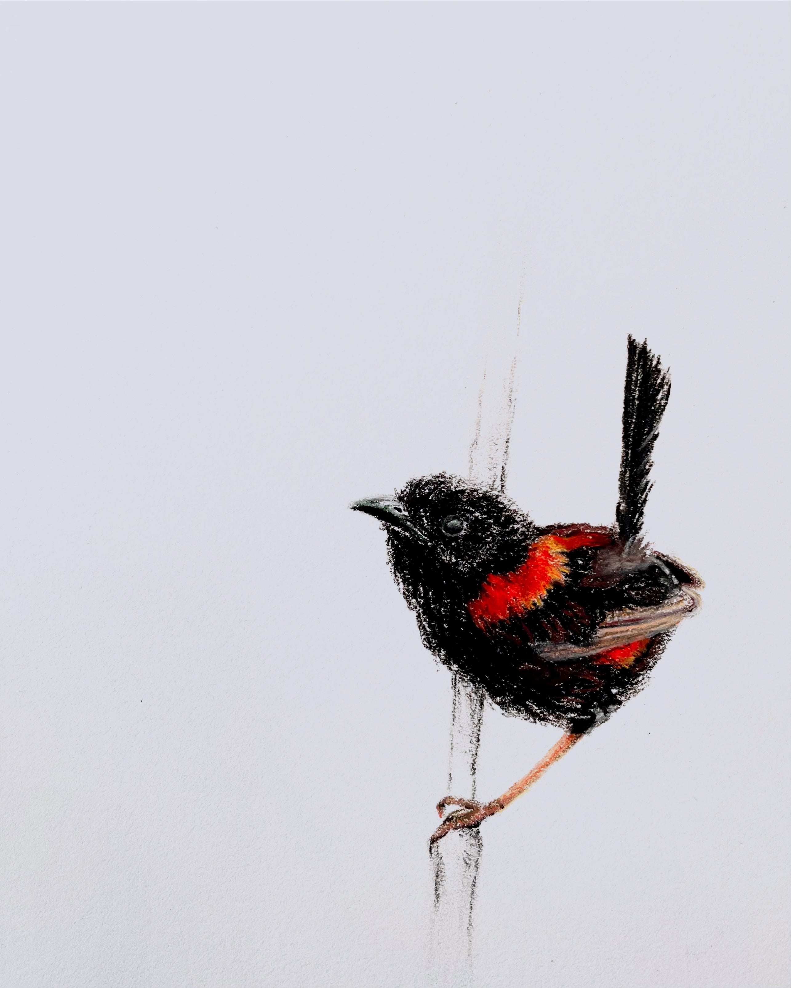 Shani White - Red Backed Fairy Wren