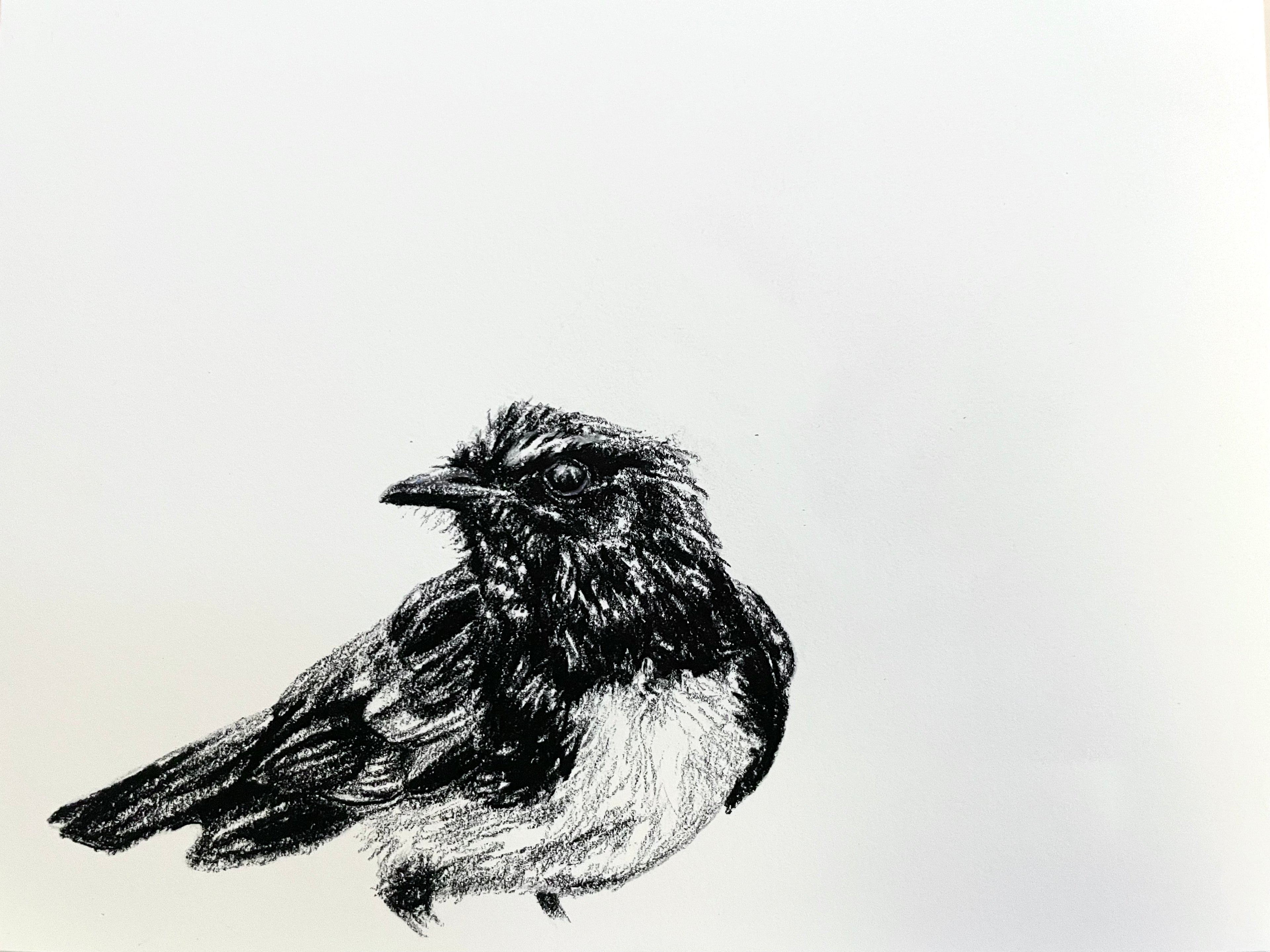 Shani White - Willie Wagtail