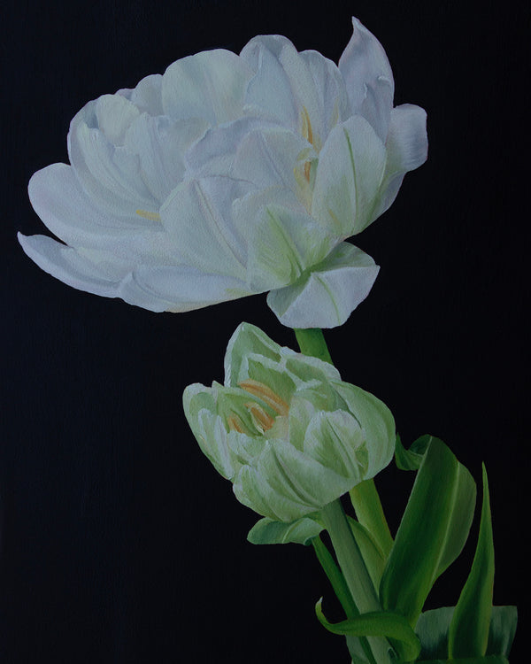 Sarah Field - White Tulips