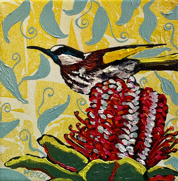 Kobie Bosch - White Cheeked Honey-Eater