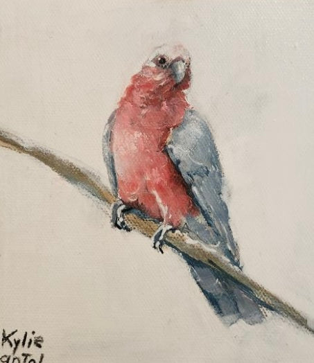 Kylie Van Tol - Galah 1