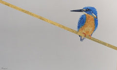 Shani White - Azure Kingfisher
