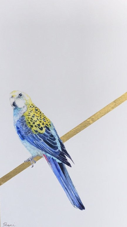 Shani White - Pale-headed Rosella