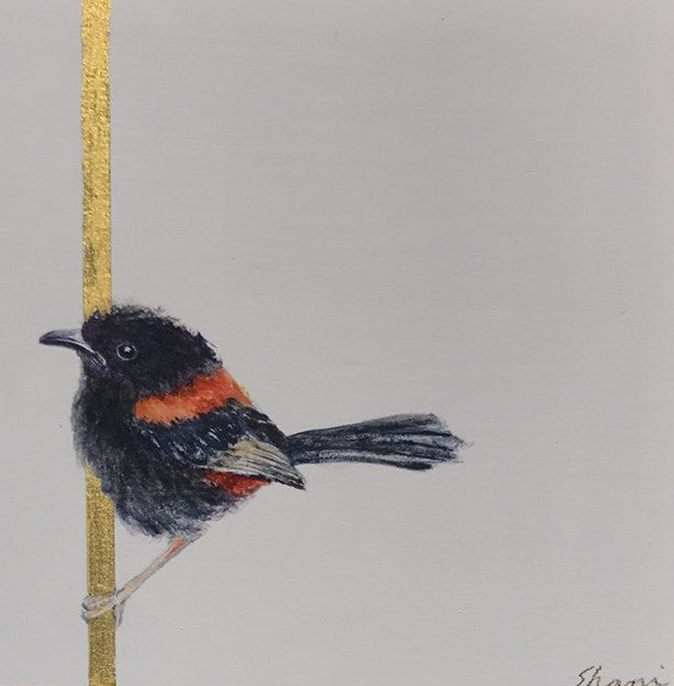 Shani White - Red-breasted Fairy Wren