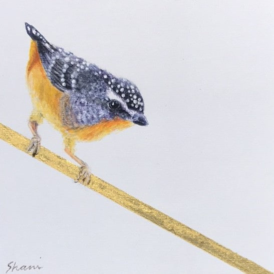 Shani White - Spotted Pardalote
