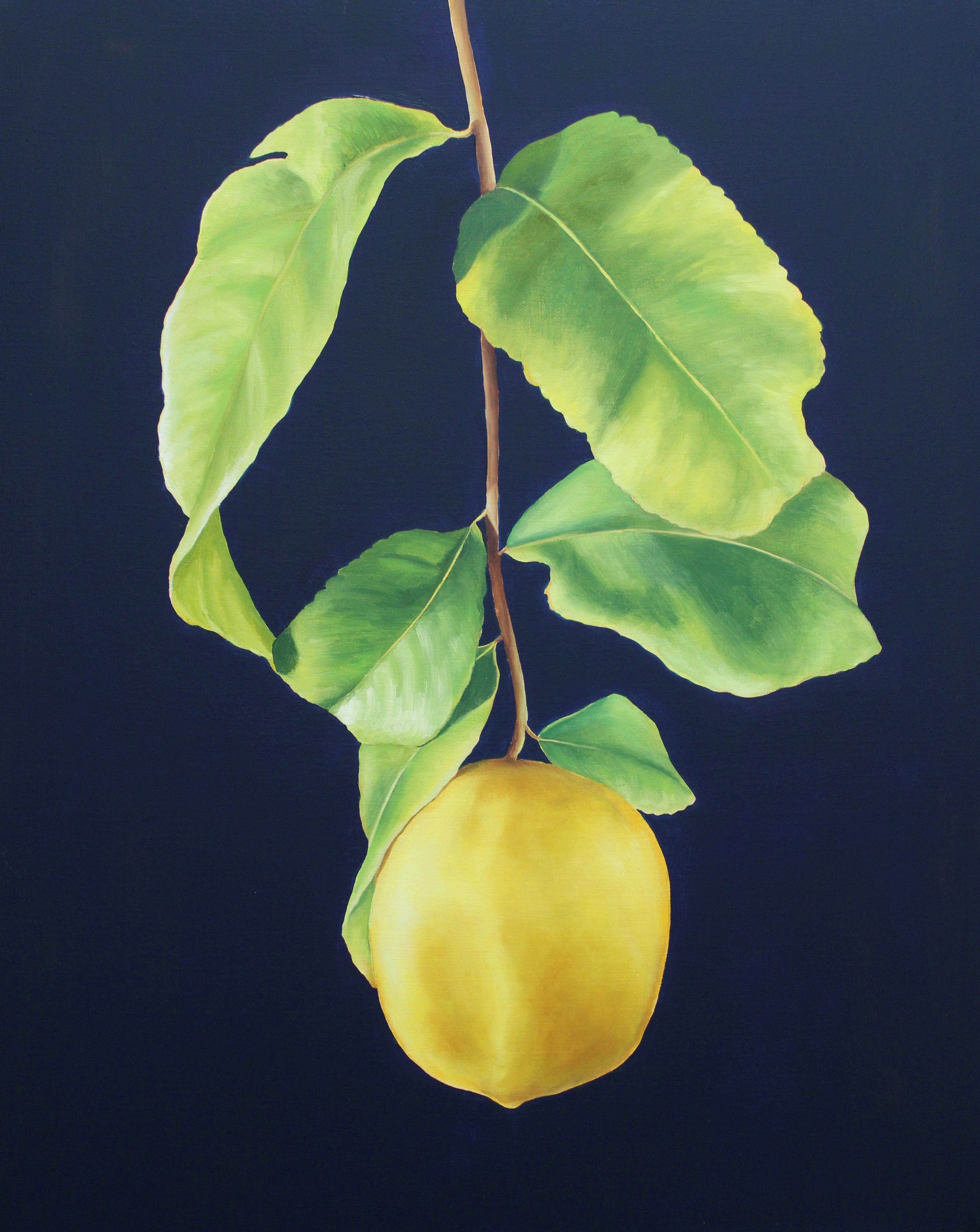 Nell Symonds - Lucito